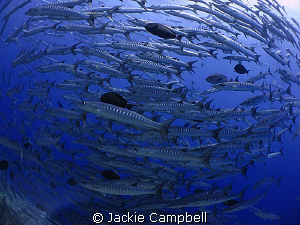 Barracuda ball.
Mwb, canon ixus and fisheye lens. by Jackie Campbell 